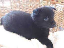 Schipperke Puppies For Sale 8 Weeks Old Schipperke Puppies Schipperke Schipperke Dog