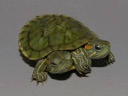 Two Headed Red Eared Slider For Sale From The Turtle Source Red Eared Slider Turtle Red Eared Slider Slider Turtle