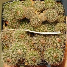 Introduce them to sun gradually when they are about 1 inch across. Sowing In Baggies Articles Du Cactus Francophone