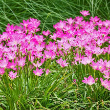 Image result for Zephyranthes minuta