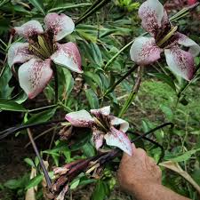 Image result for Rothmannia longiflora