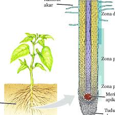 Penampang melintang batang dikotil gambar skema penampang melintang batang dikotil d5d org. Gambar 3 21 Penampang Membujur Akar Jaringan Meristem Apikal Inilah Download Scientific Diagram