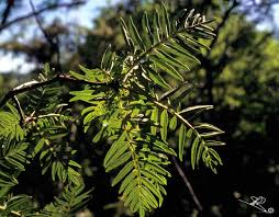 Image result for Erythrophysa