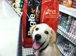 We did not find results for: 15 Dry Dog Food Brands That Have Never Had A Recall