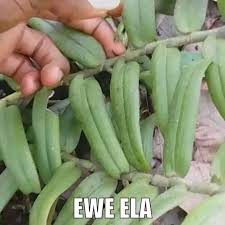 Image result for Calyptrochilum