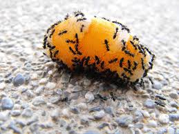 Pet safe ant killer product reviews. Help My Dog Ate An Ant Trap Will He Be Ok