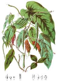 Image result for Piper capense