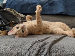 When figuring out how much to pay a professional pet sitter, it's important to offer fair, competitive pet sitting rates or pet walking rates. Afsdeeh 6snlhm