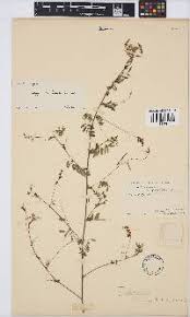 Image result for Microcharis