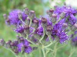 Plant in the border, native plant garden, naturalized area, prairie or wildflower meadow. Missouri Ironweed