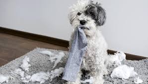 Wait for your awesome socks! The Only Socks You Should Gift Dog Lovers This Holiday