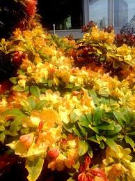Rhododendron Golden Ruby This Is In The Full Sun In My Courtyard Photo By Jan R Fuller Rhododendron Stuffed Peppers Plants