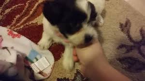 From there you can see photos of their pups, find detailed information on. Atlacatl Havanese Nc Mt Holly Rd Charlotte Nc 2021