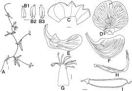 Image result for Wajira grahamiana