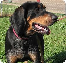 Black And Tan Coonhound Bloodhound Mix Cool Hand Luke Adopted Dog Lm Washington Dc Black And Tan Coonhound Bluetick Coonhound Mix Coonhound Bluetick Coonhound Black And Tan