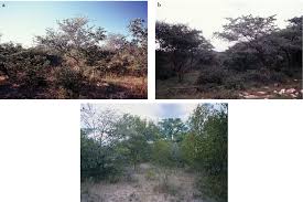 Image result for Nidorella spartioides