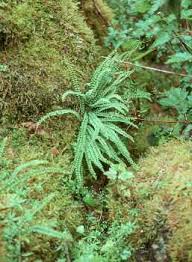 Image result for Trichomanes