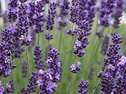 We did not find results for: 5 Best Perennial Flowers For Colorado