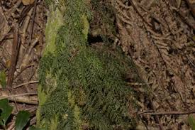 Image result for Pycreus cuanzensis