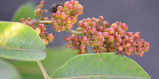 Image result for Searsia rogersii