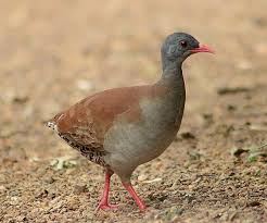 inhambu-chororó (Crypturellus parvirostris) | WikiAves - A Enciclopédia das  Aves do Brasil
