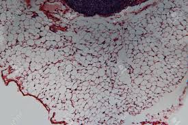 Check spelling or type a new query. Animal Cell Lymph Node Dog Photo Macro Sections With High Magnification With Light Microscope Large Format Stock Photo Picture And Royalty Free Image Image 84335733