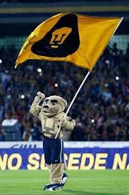 Casti fue enviada a un zoológico y dejó su paso a 'palillo', quien llegó en 1956 pero moriría en 1965. Pin De Amarix Solano En Unam Y Pumas Pumas Unam Wallpapers Pumas Unam Imagenes Pumas
