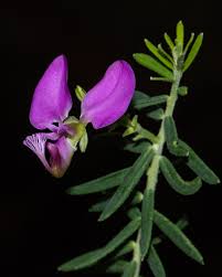 Image result for Polygala gazensis