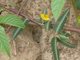 Image result for Aeschynomene glauca