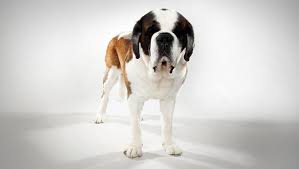 saint bernard dog breed selector animal planet