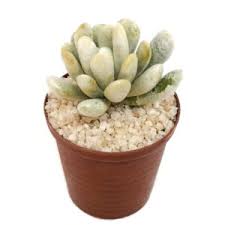 Image result for Caputia