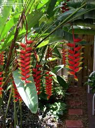 Heliconia Bird Of Paradise Plant Varieties Full Size Picture Of Crab Claws Hanging Lobster Claw Heliconia Rostrata Heliconia Flower Heliconia Plants