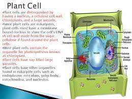 The cell (from latin cella, meaning small room) is the basic structural, functional, and biological unit of all known organisms. Springfield Central High School Ppt Download