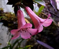 Terrarium Rhododendron Vireya Orchid Board Most Complete Orchid Forum On The Web Orchids Rhododendron Garden Pictures
