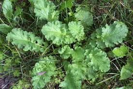 Image result for Jacobaea