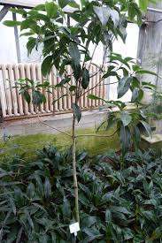 Image result for Coptosperma