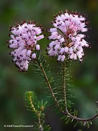 Image result for Embelia multiflora