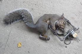 Squirrels and rats are distinct families both belong to the largest order of mammals, rodentia. Rat Trap Mods For Squirrels 10 2014