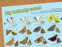 Big Butterfly Count