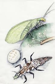Great savings & free delivery / collection on many items. Good Bugs In The Garden And Six Really Bad Ones Oregonlive Com