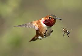 But Leave Me The Birds And The Bees Please Bee Hummingbird Pretty Birds Pet Birds