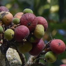 Image result for Ficus ingens