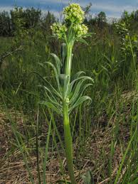 Image result for Valerianaceae