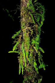 Image result for Lellingeria