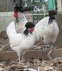 Backyard Birds Of Middle Tennessee Bcw Polish Pretty Birds Chickens Animals