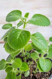 Enjoy the endless benefit of oregano by taking the oil internally. Tips For Growing Cuban Oregano Indoors Gardener S Path