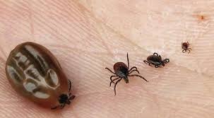 Lyme Disease Lyme Disease Explained In This Blog By A Lymee