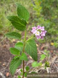 Image result for Lantana rugosa