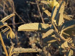 Image result for Sida serratifolia