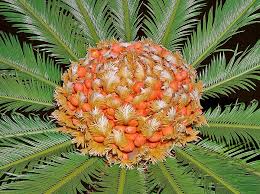 Image result for Cycas